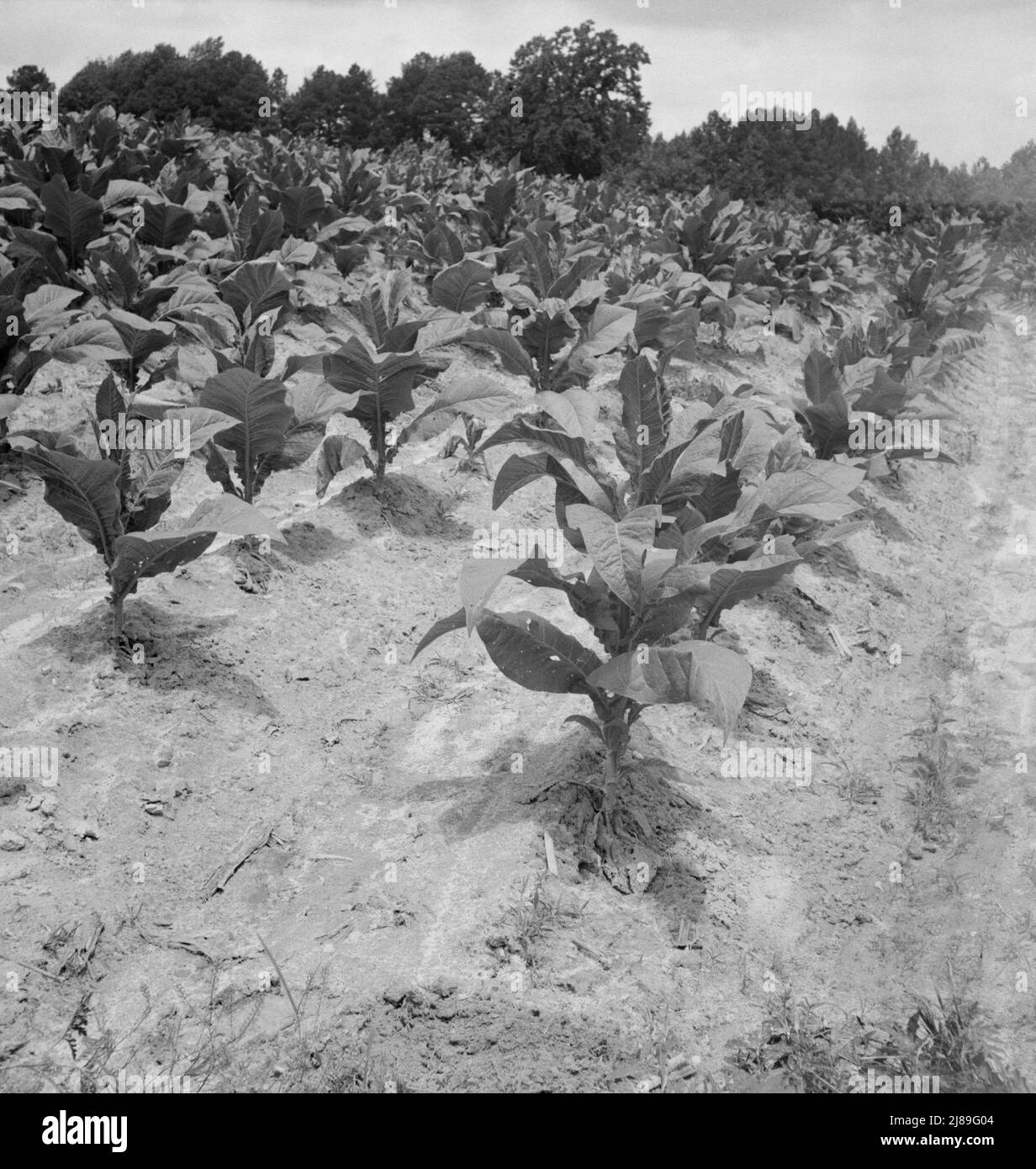 Parte del tabacco di Zollie Lyon, quasi pronto per l'innesco. Aeroporto di Wake County, North Carolina. Foto Stock