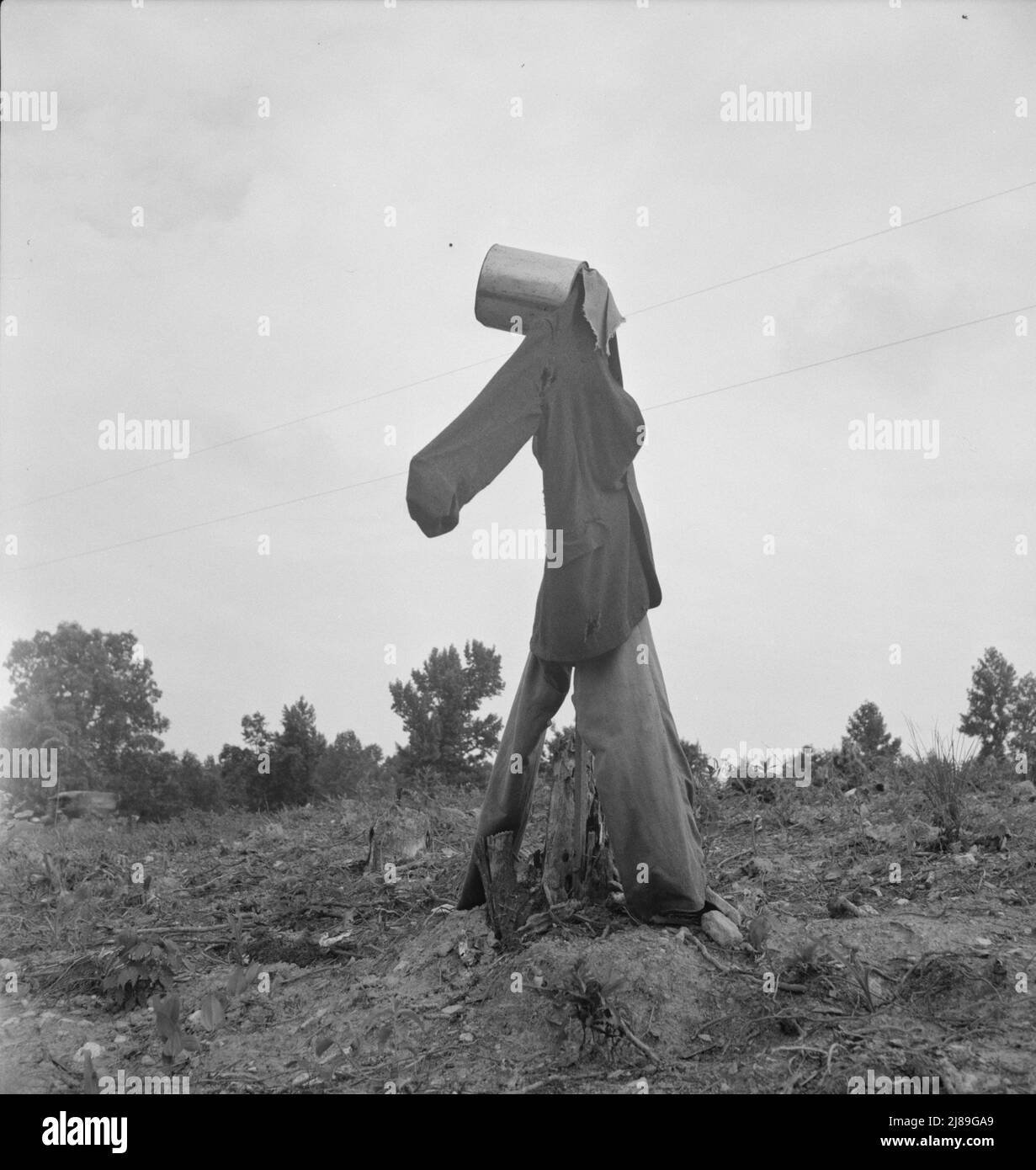 [Untitled, possibilmente relativo a: Scarecrow su un campo recentemente liberato con le puzzole vicino Roxboro, Carolina del Nord]. Foto Stock