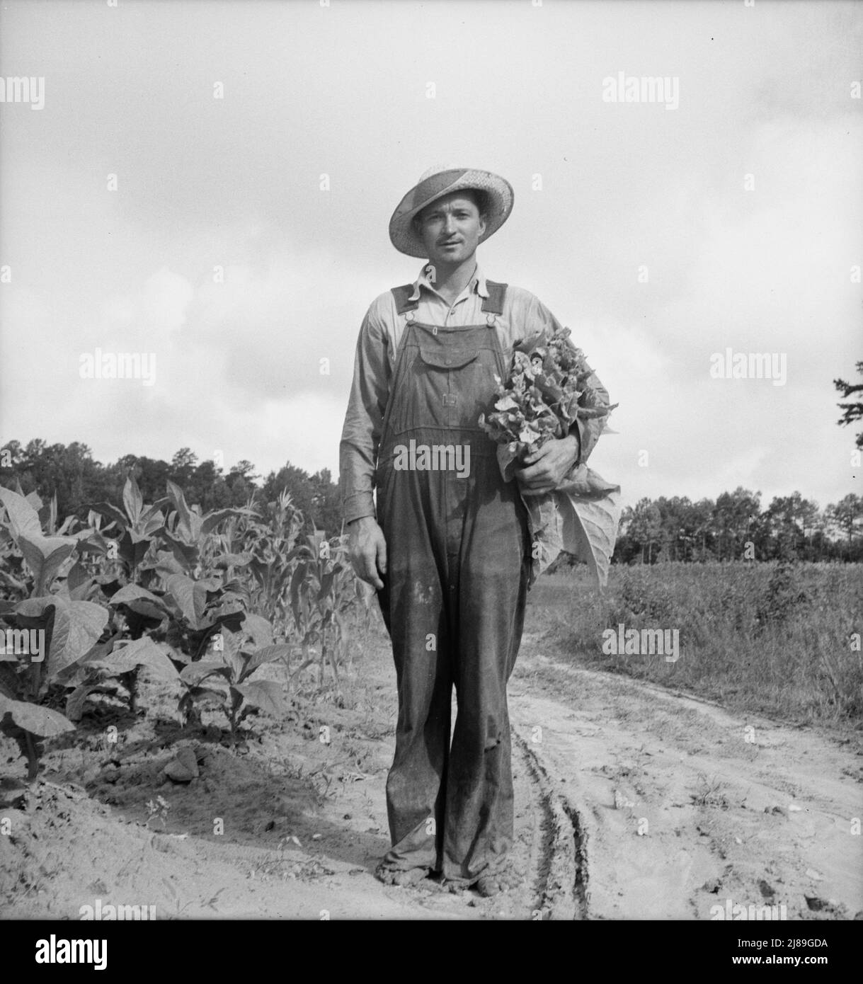 Lo sharecropper bianco, MR. Taylor, ha appena finito di innescare questo campo di tabacco. Granville County, Carolina del Nord. Foto Stock