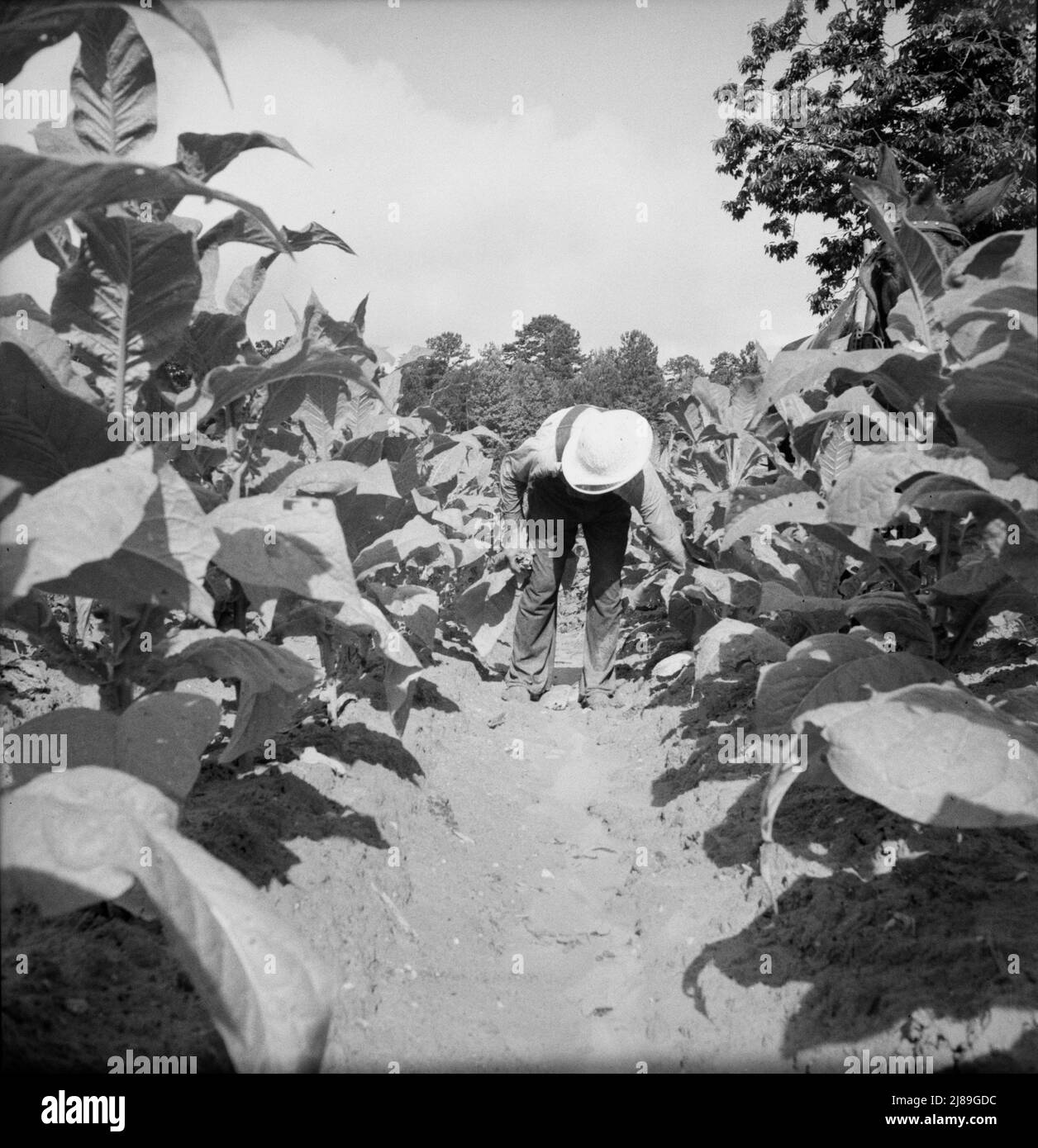 [Untitled, possibilmente collegato a: Sharecropper bianco, il sig. Taylor, ha appena finito di innescare questo campo di tabacco. Granville County, North Carolina]. Foto Stock