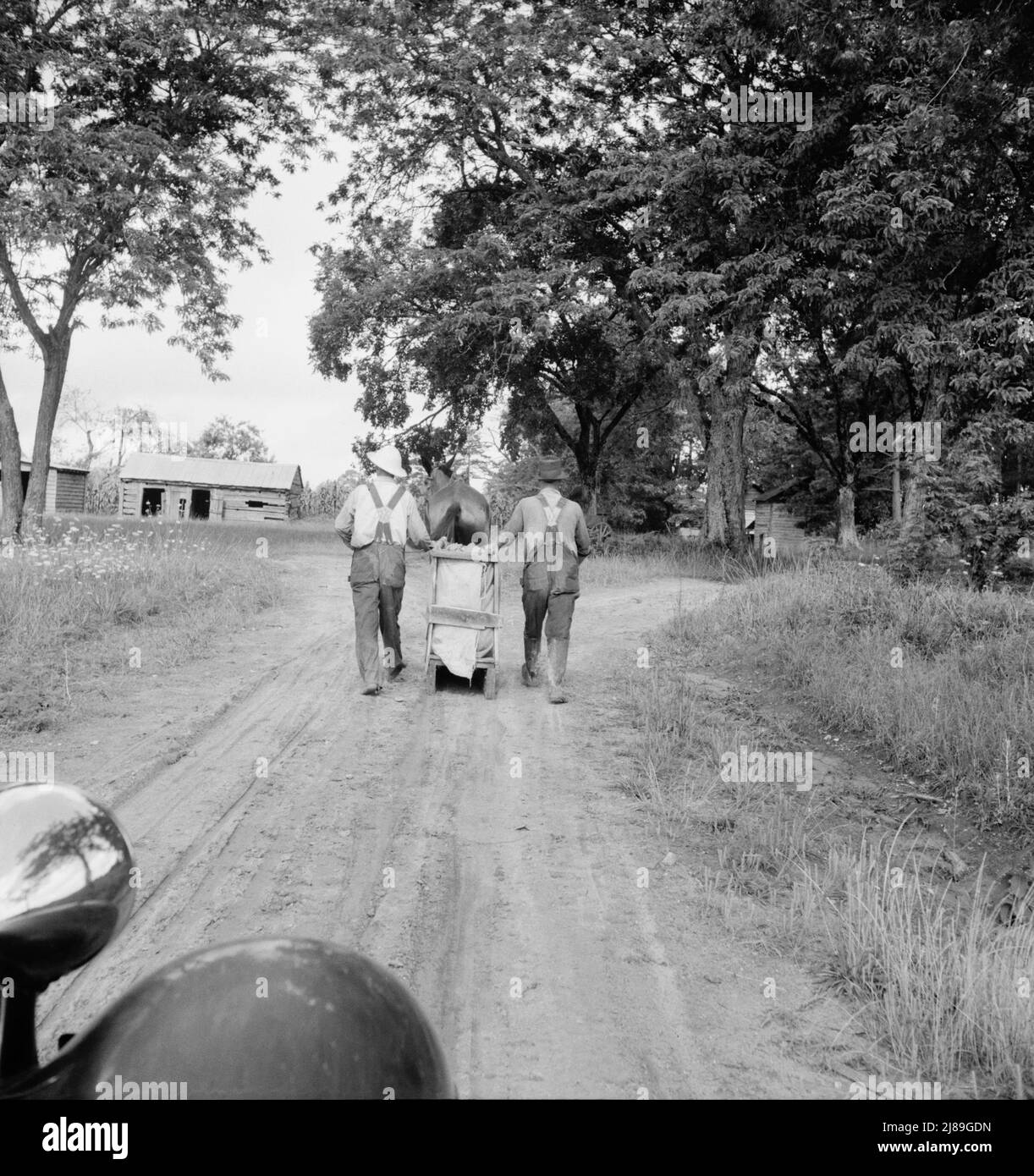 Il sig. Taylor e il lavoratore di paga scivolano il tabacco al granaio dal campo, circa un quarto di miglio. Granville County, Carolina del Nord. Foto Stock