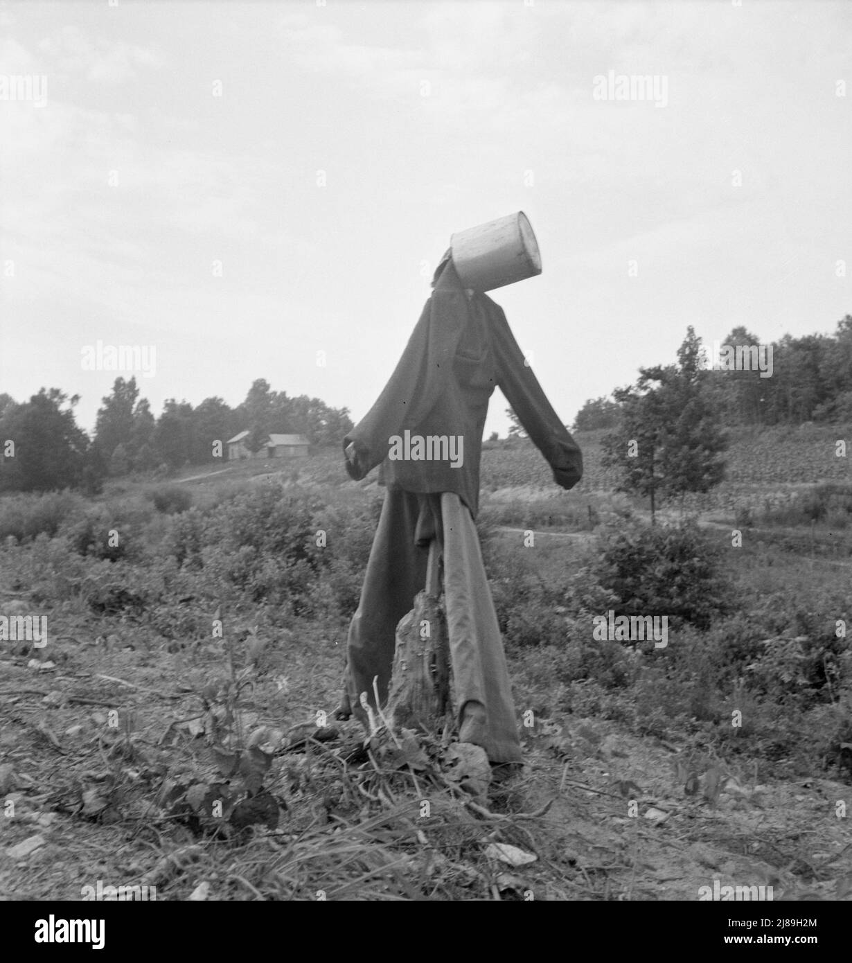 [Untitled, possibilmente rinned to: Scarecrow su un campo recentemente liberato con le puzzole vicino Roxboro, Carolina del Nord]. Foto Stock