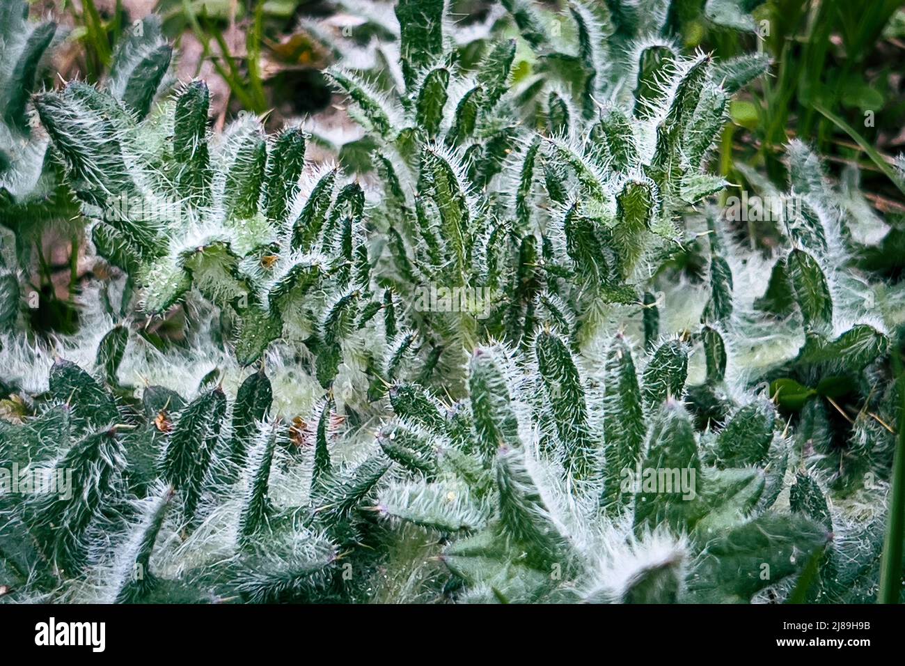 Primo piano su foglie di papavero peloso o cardo Foto Stock