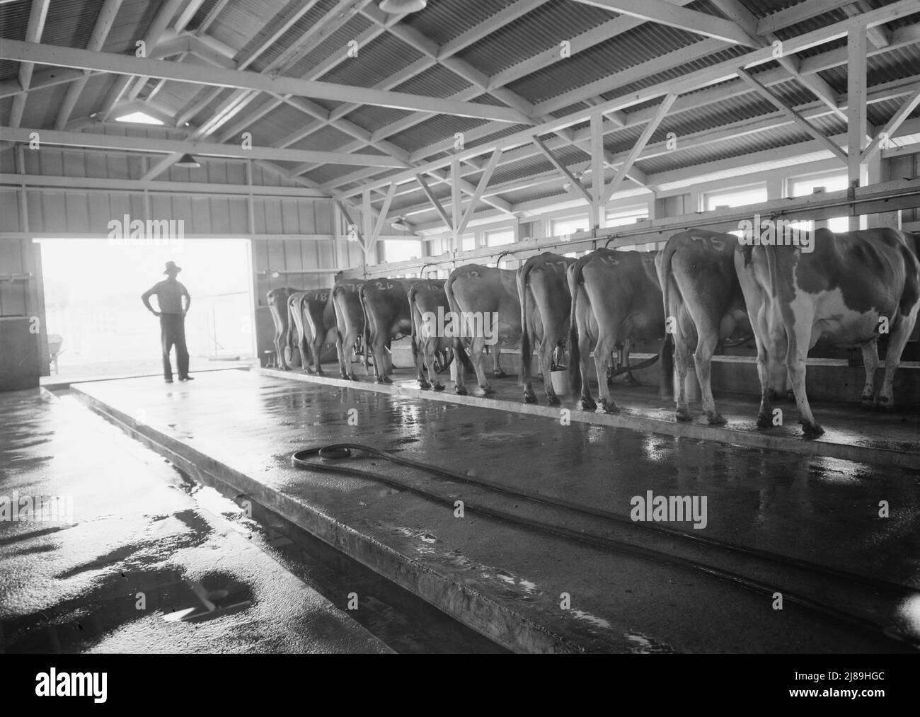 Aeroporto di Tulare County, California. Farm Security Administration (FSA) Mineral King Farm cooperative Association. Il caseificio impiega tre agricoltori che appartengono all'associazione a tempo pieno. Foto Stock