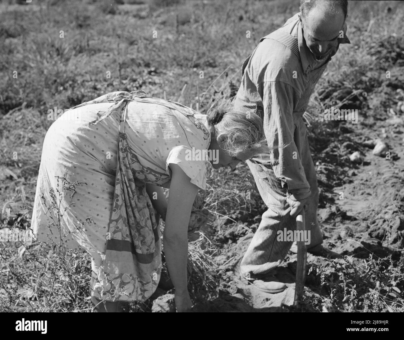 Coppia scavando le loro patate dolci in autunno. Irrigon, Morrow County, Oregon. Foto Stock