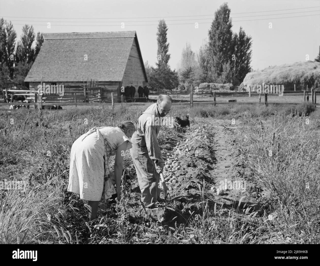 Coppia scavando le loro patate dolci in autunno. Irrigon, Morrow County, Oregon. Foto Stock