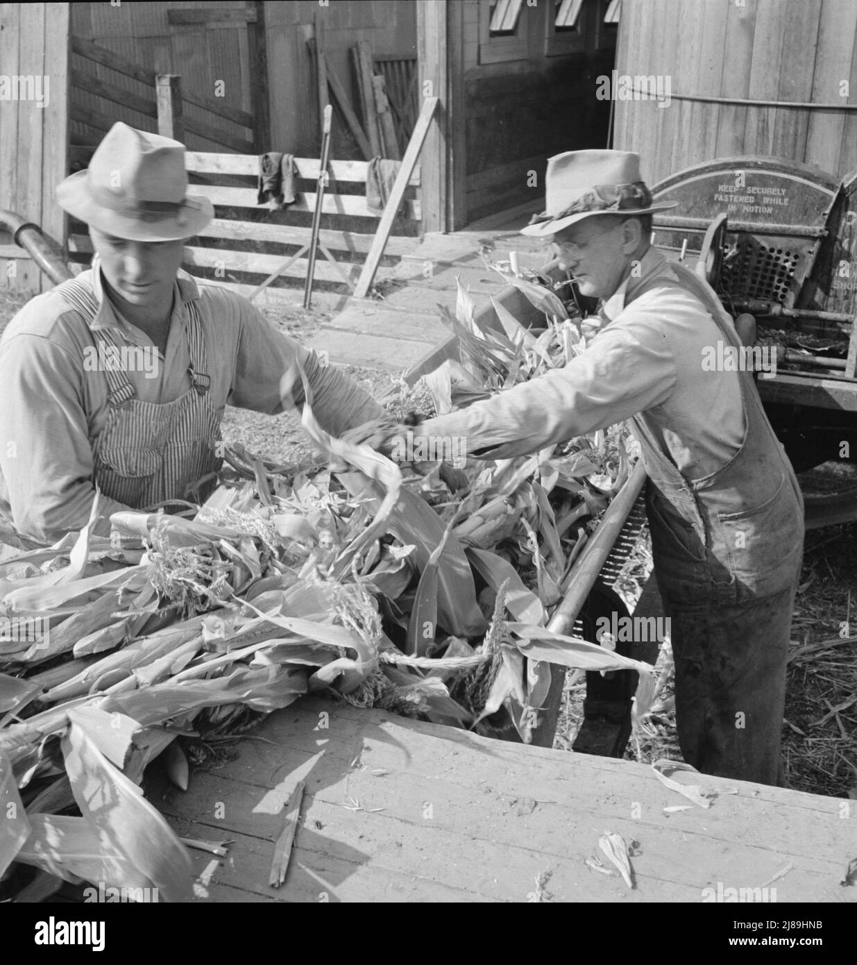 Coltivatori che alimentano il mais in taglierina per insilato di proprietà cooperativa. Vicino a W Street a Carlton, Yamhill County, Oregon. [Avvertenza: "Tenere saldamente fissato mentre è in movimento"]. Foto Stock