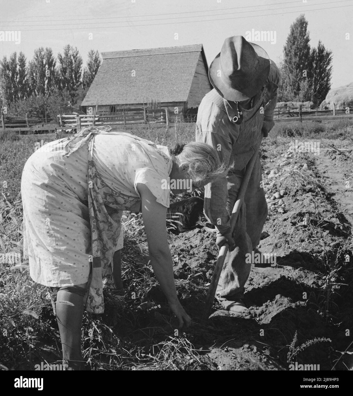 Coppia scavando le loro patate dolci in autunno. Irrigon, Morrow County, Oregon. Foto Stock