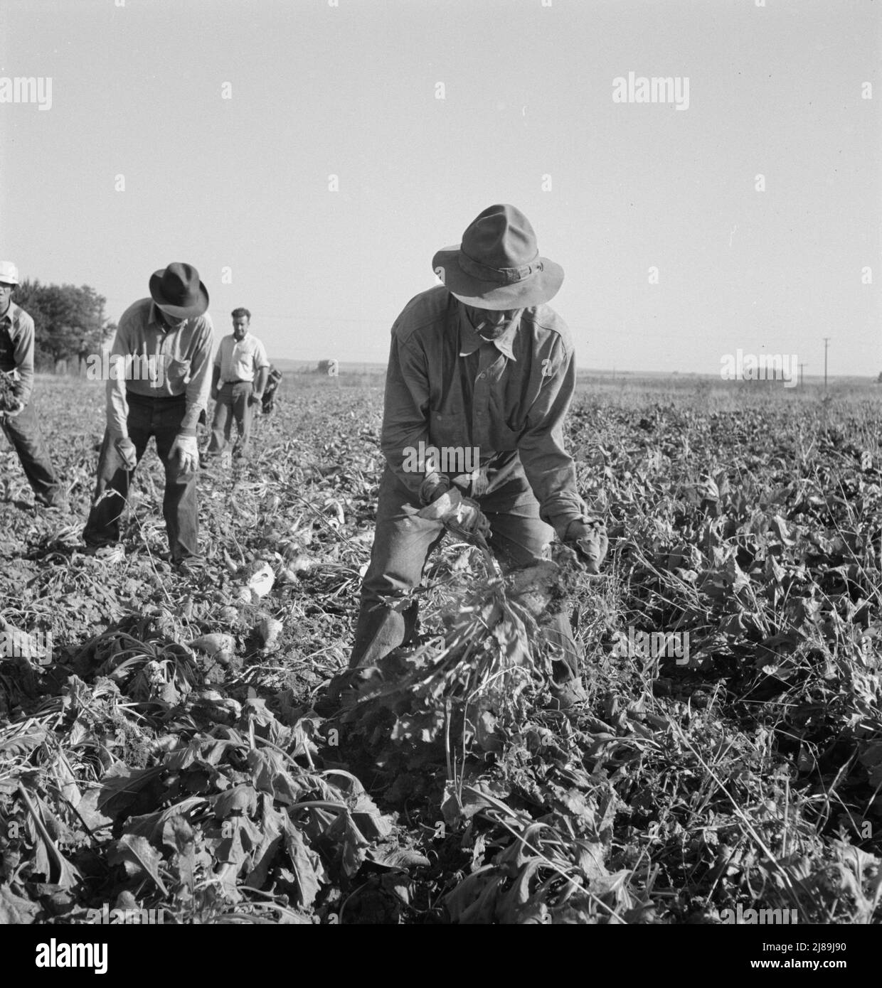 Guarnendo le barbabietole da zucchero dopo che il lifter le ha allentate. Vicino a Ontario, contea di Malheur, Oregon. Foto Stock