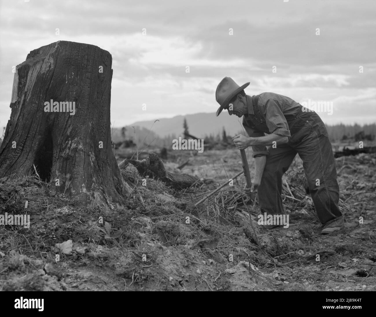 [Untitled, possibilmente relativo a: Mostra il ceppo sulla fattoria di cut-over dopo la sabbiatura. Bonner County, Idaho]. Foto Stock