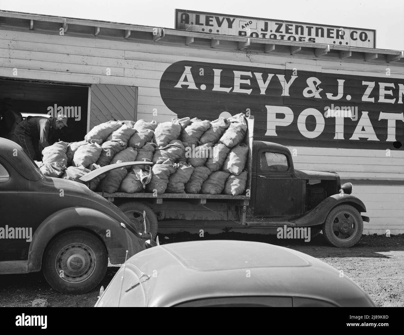 Il capannone di patate durante la stagione affollata. Tulelake, contea di Siskiyou, California. [Segno: 'A. Levy e J. Zentner Co. Potatoes»]. Foto Stock