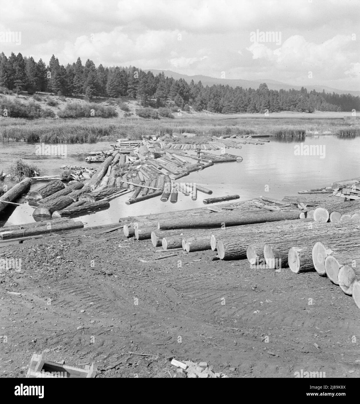 Mulino stagno. Fiume Klamath oltre. Zattere di tronchi e scivolo di tronchi per il mulino Keno, contea di Klamath, Oregon. Foto Stock
