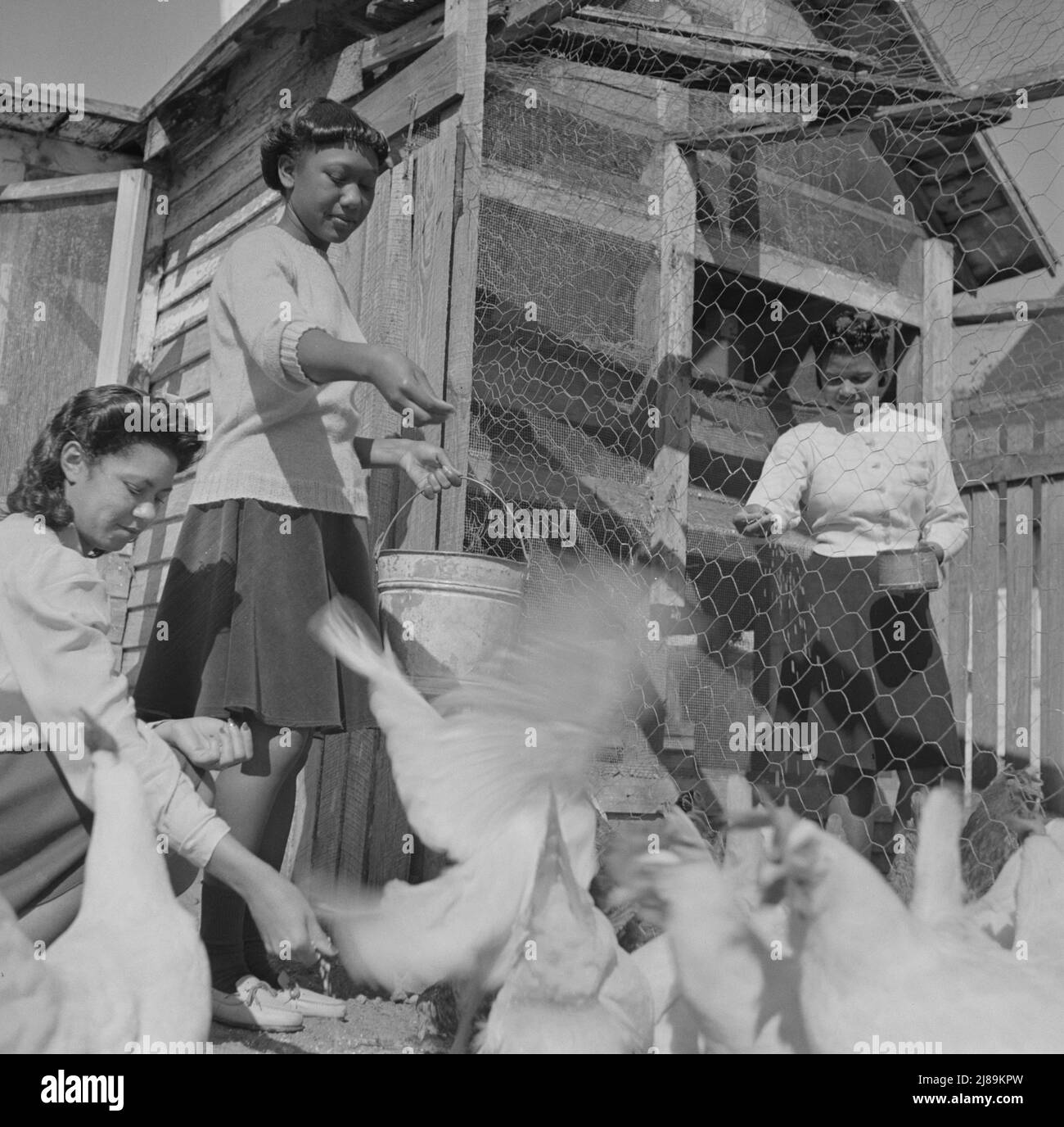 Daytona Beach, Florida. College di Bethune-Cookman. Gli studenti della fattoria della scuola agricola che alimentano i polli. Foto Stock