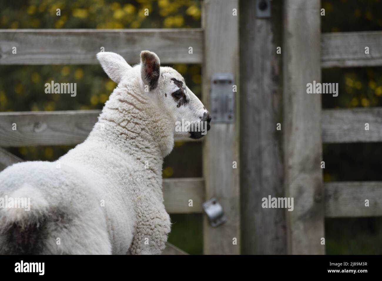 Primo piano di un agnello Profilo posteriore e destro a sinistra dell'immagine guardando verso Farm Gate a destra dell'immagine, nel Galles centrale a maggio Foto Stock