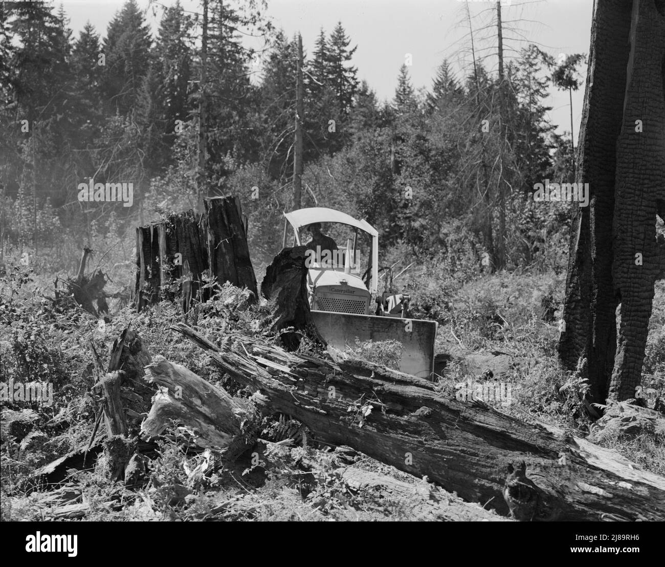 Apripista dotato di lama livellatrice che spinge su un moncone. Western Washington, contea di Lewis, vicino a Vader, Washington. Foto Stock