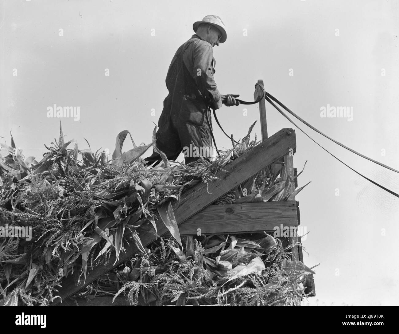 Uno degli otto agricoltori che hanno collaborato guida i carri carichi al silo. Yamhill County, Oregon. Foto Stock