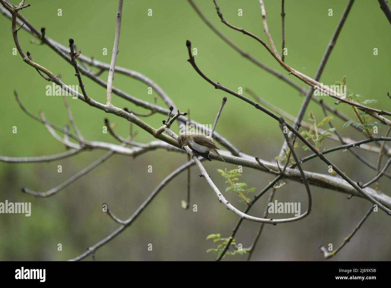 Immagine a sinistra di un chiffchaff comune (Phylloscopus collybita) guardando in basso dalla primavera rami in erba verso il fiume sotto con testa su un lato Foto Stock