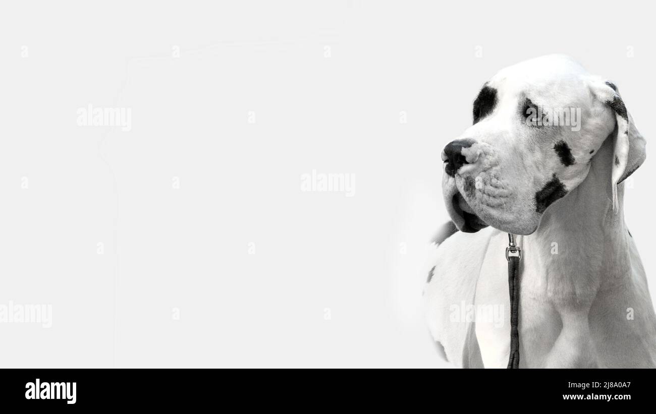ritratto bw di grande dane di colore harlequin su sfondo bianco con spazio per il testo Foto Stock