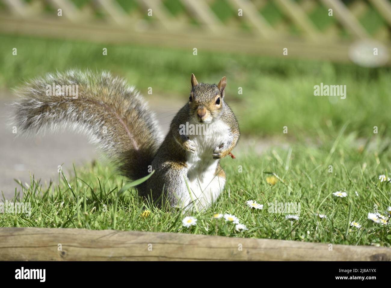 Primo piano di fronte immagine di uno scoiattolo grigio orientale (Sciurus carolinenensis) su zampe posteriori guardando in Camera in un giardino di primavera erboso nel Regno Unito nel mese di maggio Foto Stock