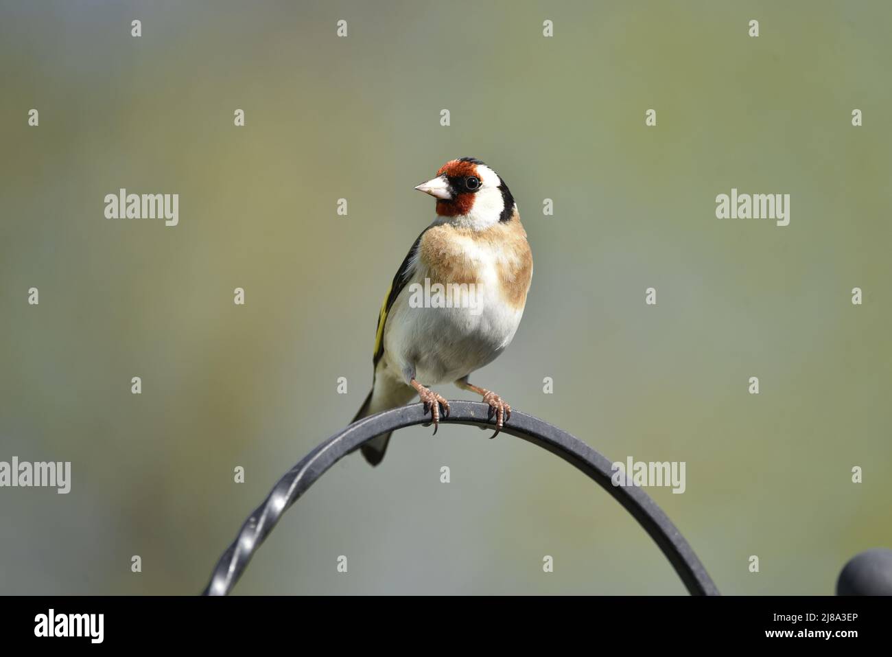 Primo piano immagine di un Goldfinch europeo (Carduelis carduelis) arroccato cima di arco di metallo, testa girato a sinistra, contro uno sfondo sfocato, Regno Unito Foto Stock