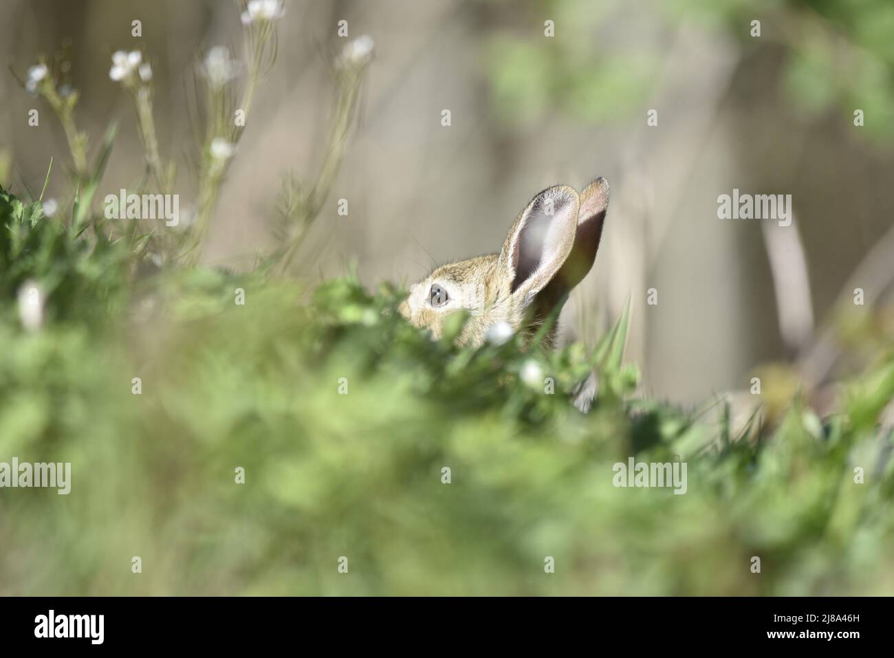 Left-Profile testa e orecchie di coniglio selvatico sopra la sterlina di erba in primo piano in un giorno di sole con sfondo di fiori selvatici in maggio in Galles, Regno Unito Foto Stock