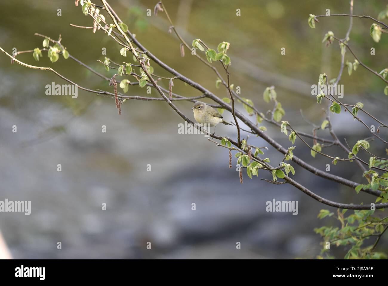 Chiffchaff comune (Phylloscopus collybita) arroccato a sinistra-profilo tra rami a Bud, sovrastante fiume sotto in Mid-Wales, Regno Unito in primavera Foto Stock