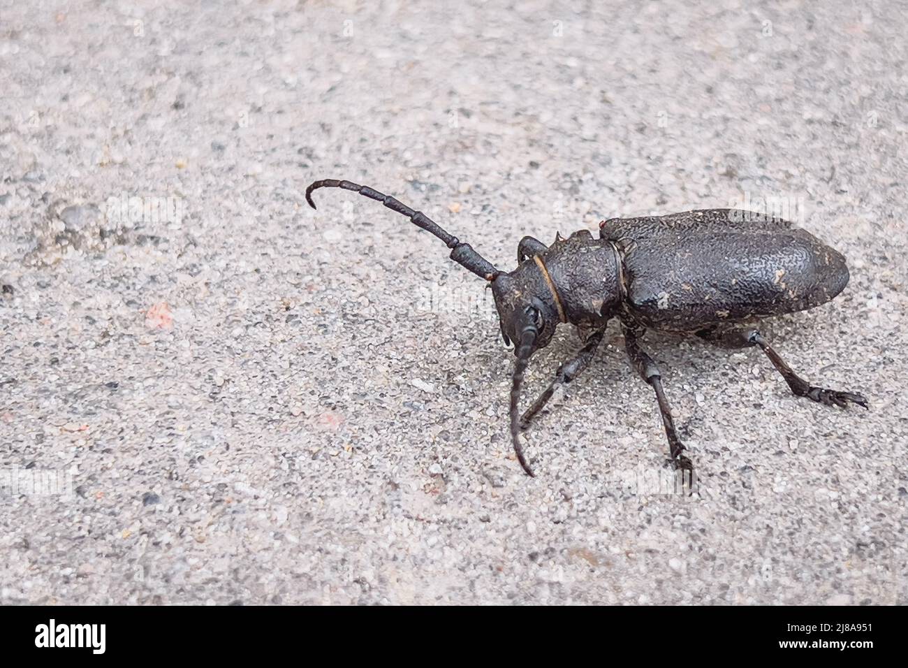 Nero Big bug con lunghe antenne sulla strada con spazio di copia Foto Stock