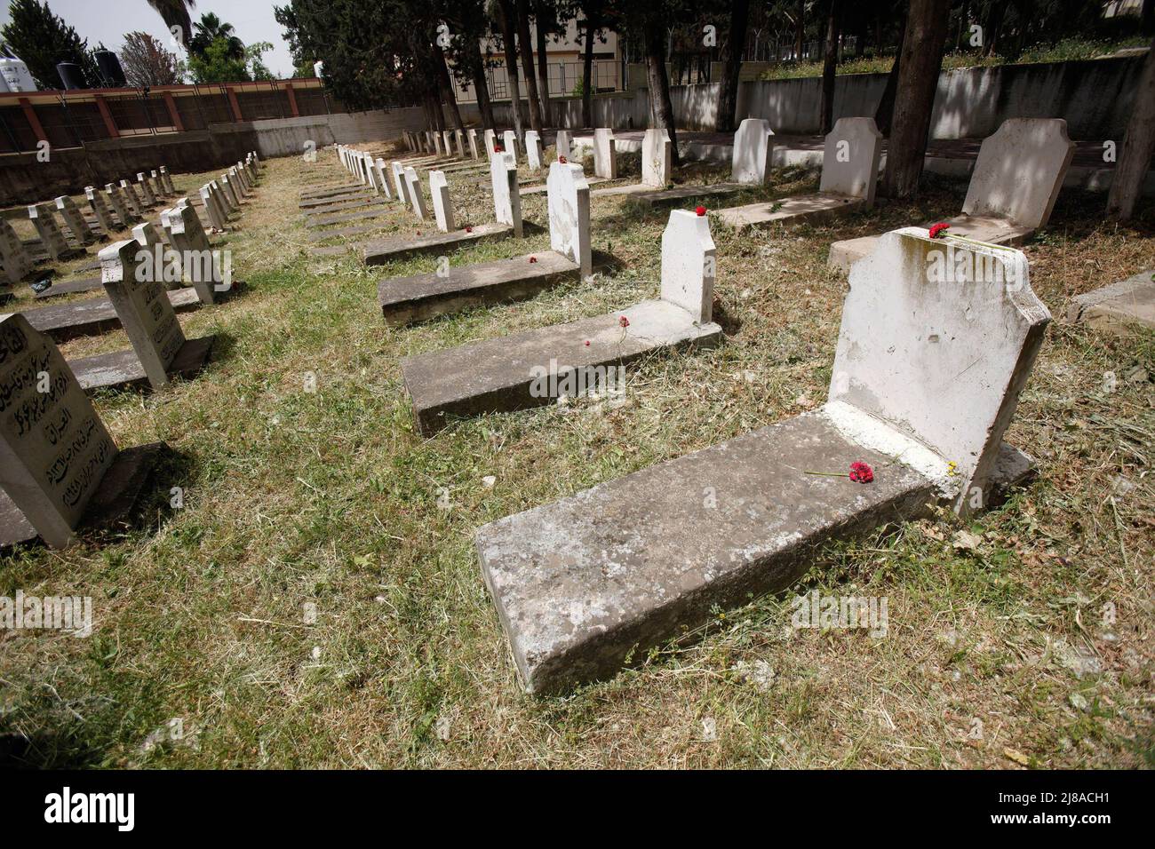 Nablus, Palestina. 14th maggio 2022. Le rose poste dai rifugiati palestinesi sulle tombe dei soldati iracheni mentre visitano le tombe degli iracheni che sono stati uccisi nella guerra arabo-israeliana del 1948, durante la commemorazione del 74th anniversario della Nakba, Al cimitero dei soldati iracheni nella città di Nablus nella Cisgiordania occupata. Credit: SOPA Images Limited/Alamy Live News Foto Stock