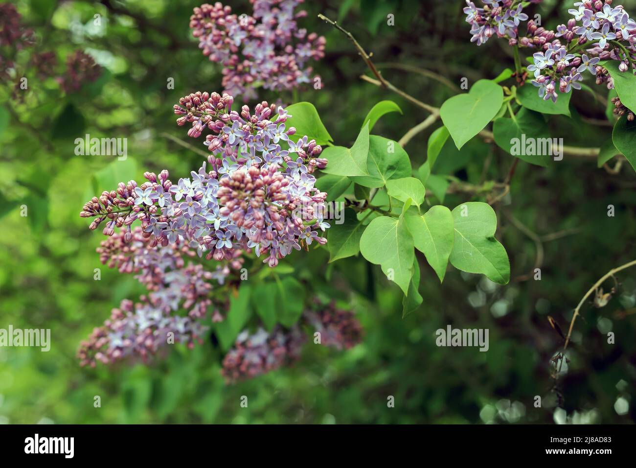 Fiori lilla su uno sfondo sfocato in qualche parte in Polonia Foto Stock
