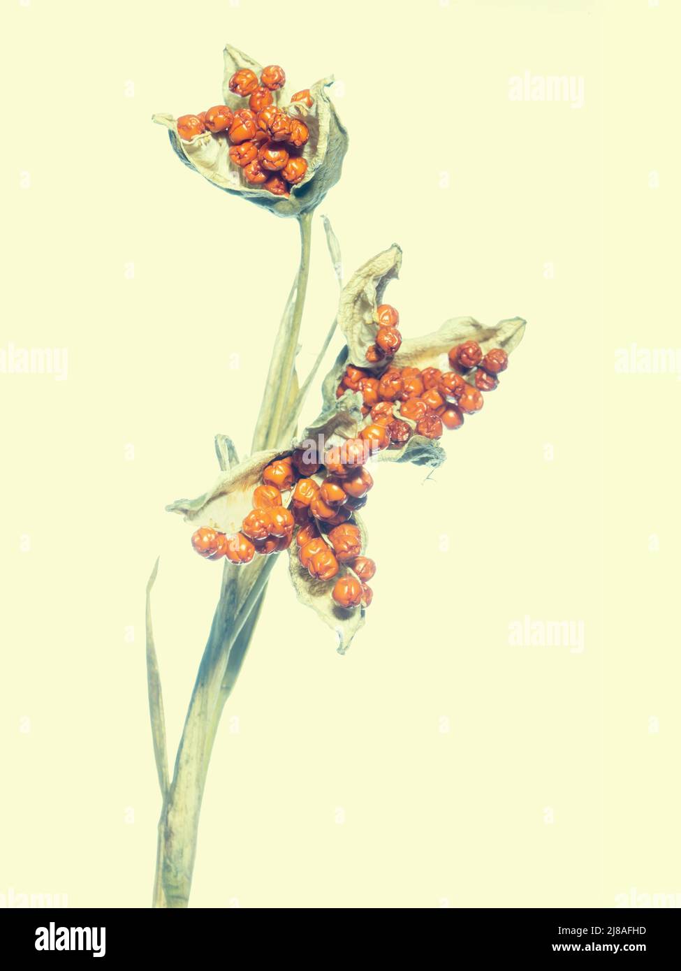Semi e baccelli di Iris foetidissima aka stinking Iris. Immagine elaborata artisticamente. Foto Stock