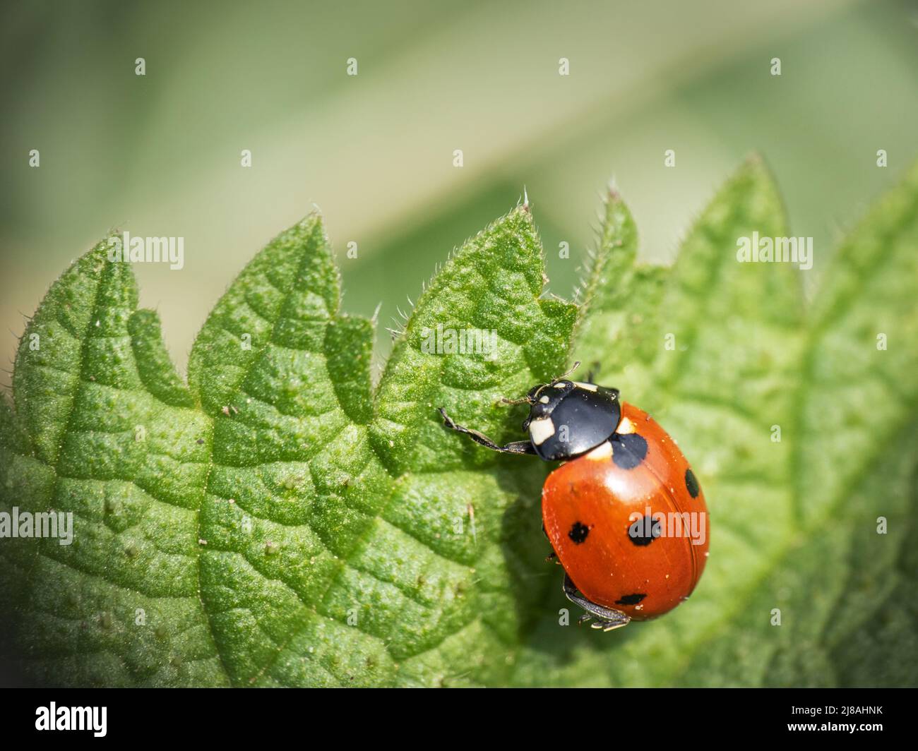 Ladybird a sette punti, ladybug a foglia. Coccinella settempunctata. Foto Stock