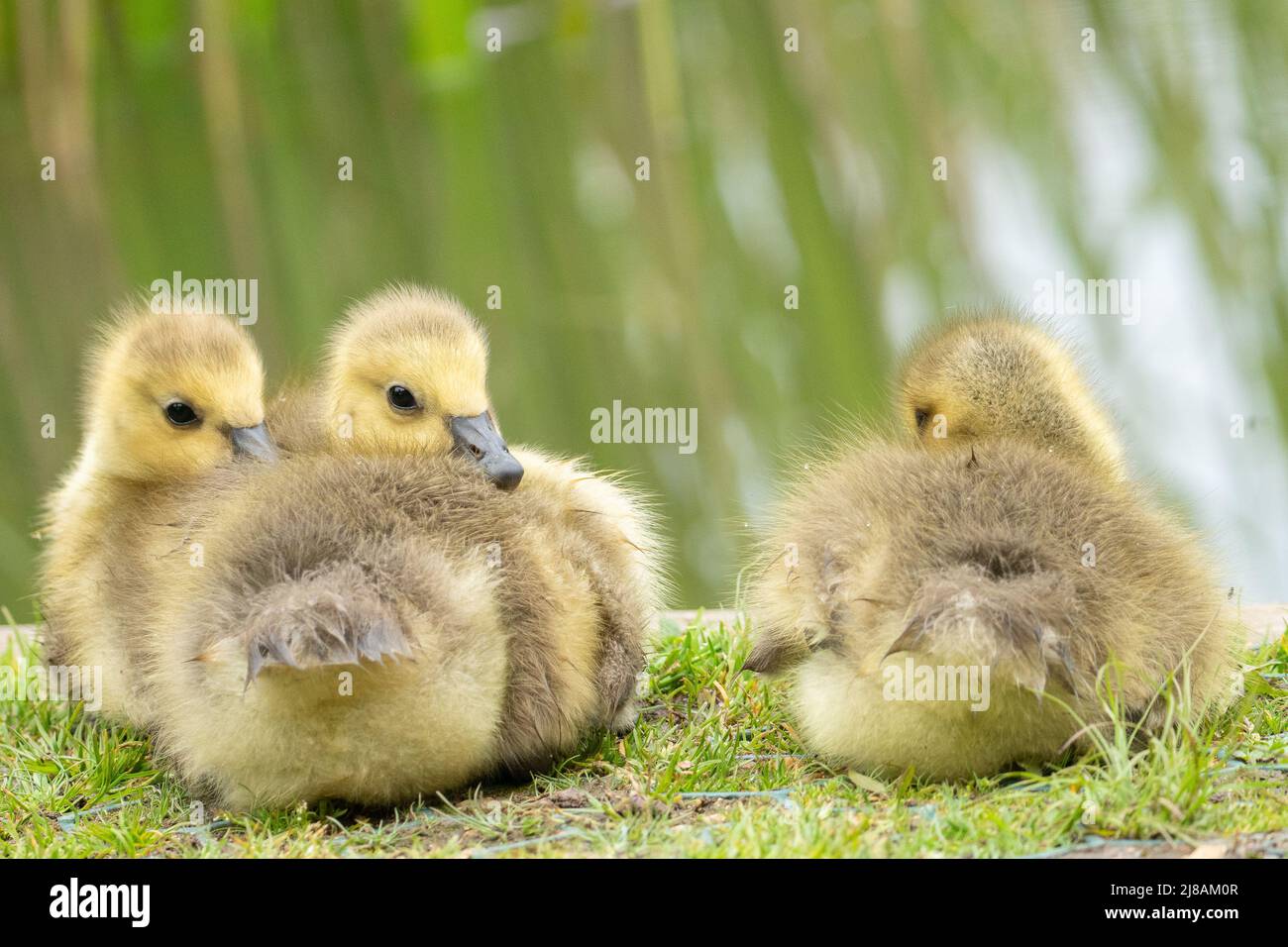 Tre gottings dal Lago Ornamental sul Southampton Common Foto Stock