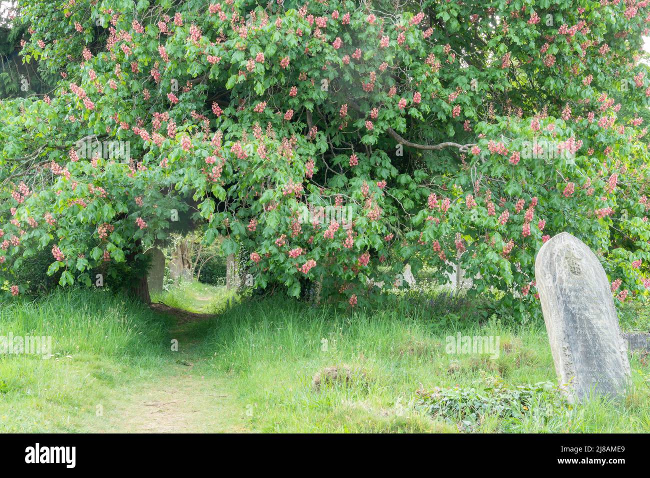 Albero di castagno di cavallo nel vecchio cimitero di Southampton Foto Stock