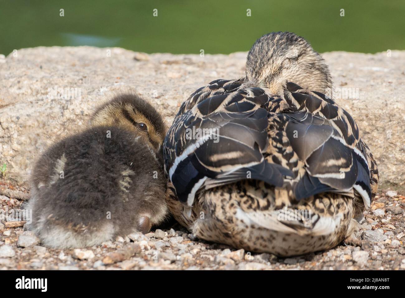 Madre anatra mallardo e anatra al lago Cemetery sul Southampton Common Foto Stock