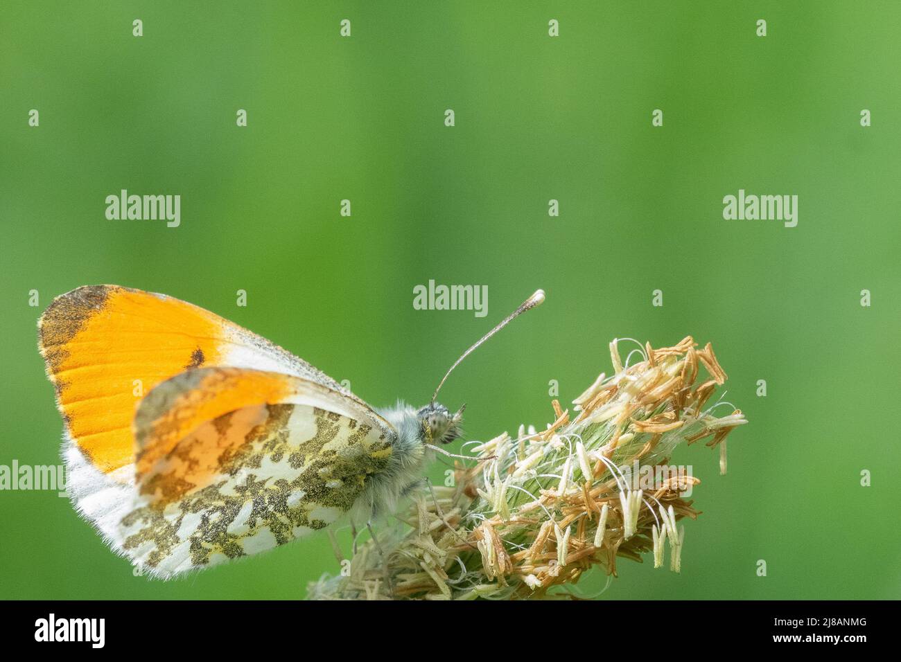 Farfalla punta arancione nel cimitero vecchio di Southampton Foto Stock
