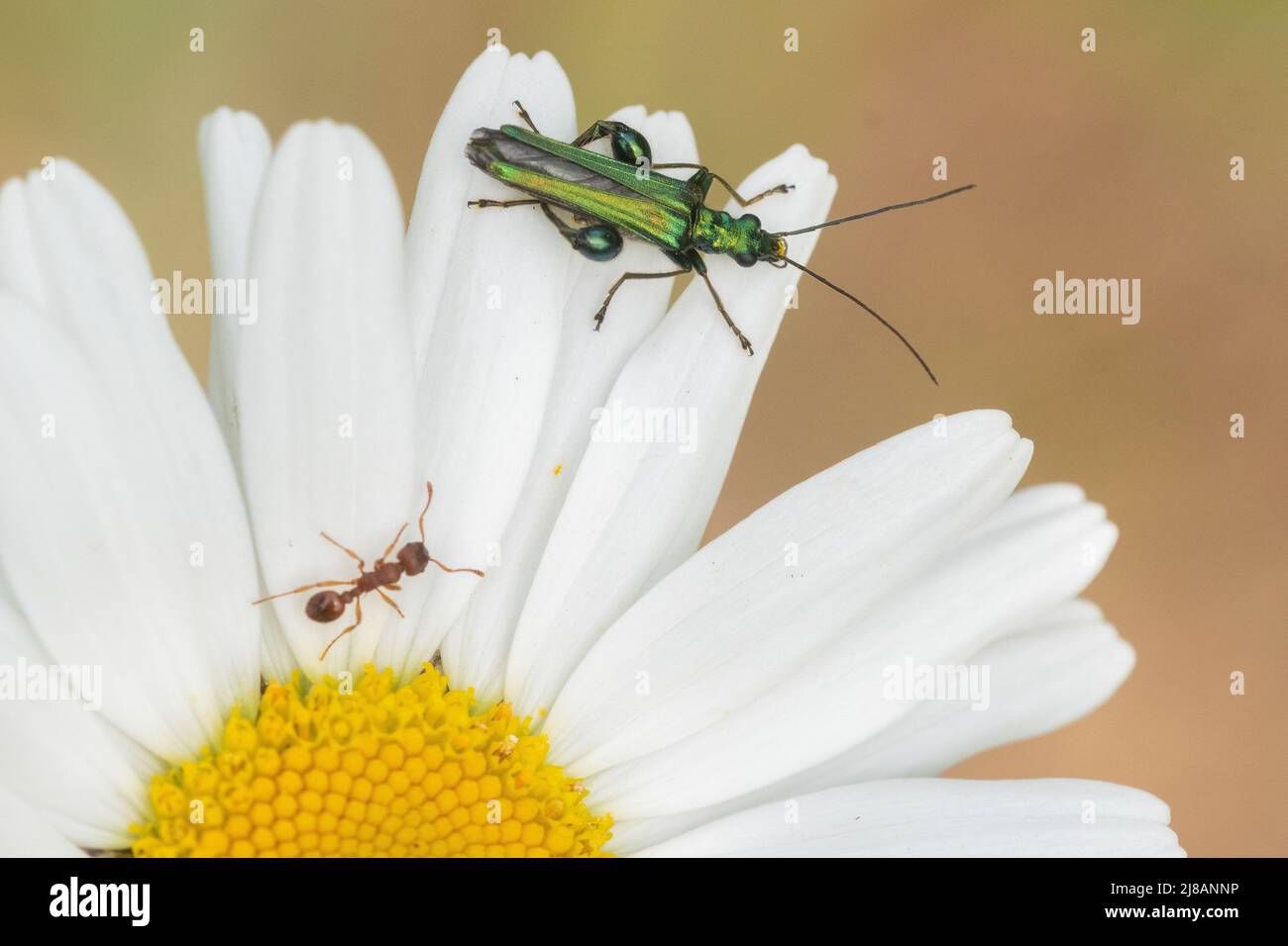 Un coleottero con zampe di pensiero e una formica su una margherita di buoi nel vecchio cimitero di Southampton Foto Stock