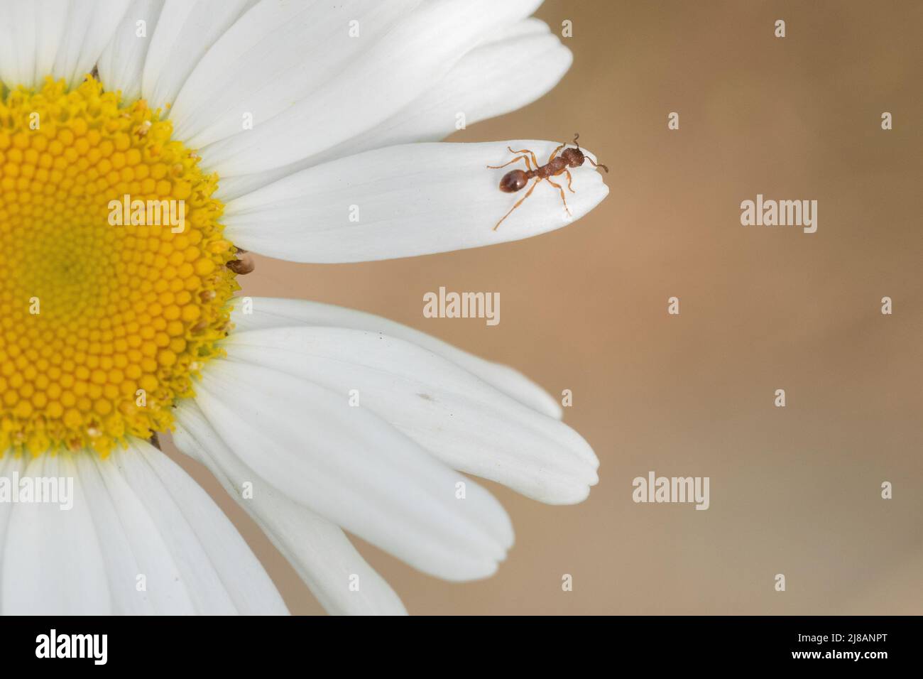 Formica su una Daisy Oxeye nel vecchio cimitero di Southampton Foto Stock