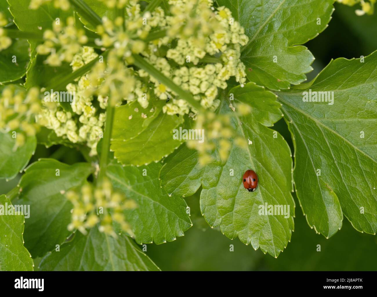 Due ladybird macchiato, ladybug. Adalia bipunctata. Foto Stock
