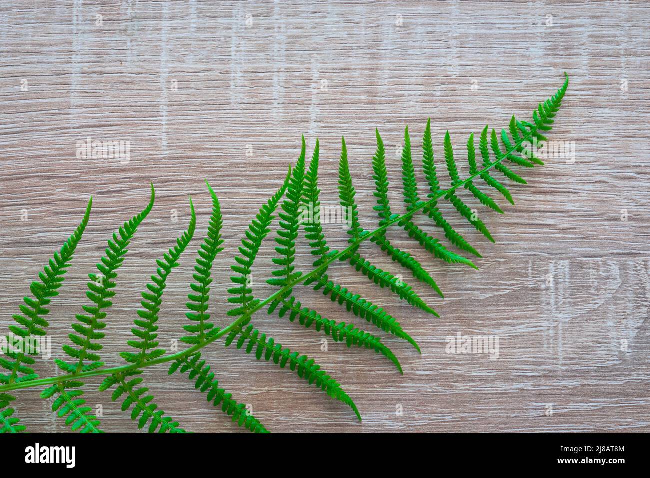 Cattura dettagliata di una foglia di felce su sfondo di legno Foto Stock