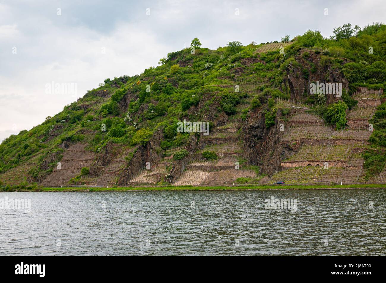 Vigneti su pendii ripidi lungo il fiume Mosella, Germania Foto Stock
