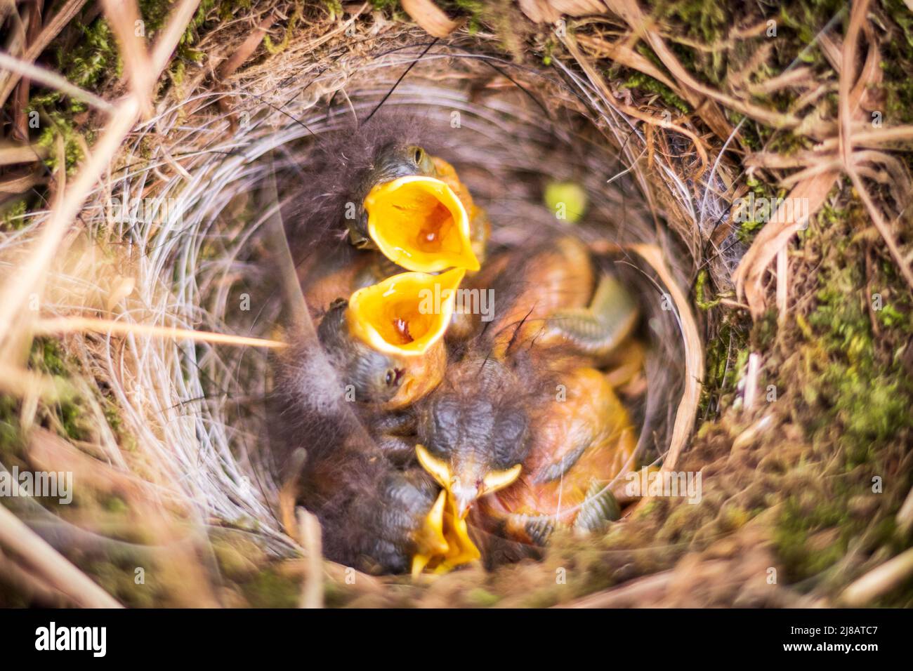Piccoli uccelli insieme in nido, in attesa di uccello madre con cibo. Da vicino la fauna selvatica. Foto Stock