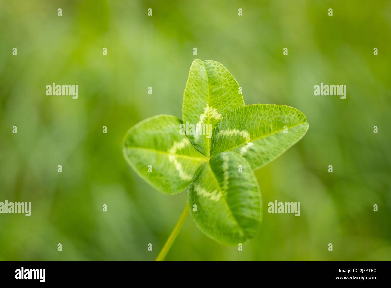 Primo piano di una foto di quattro lasciare trifoglio, con sfondo verde e sfocato, buona fortuna Foto Stock