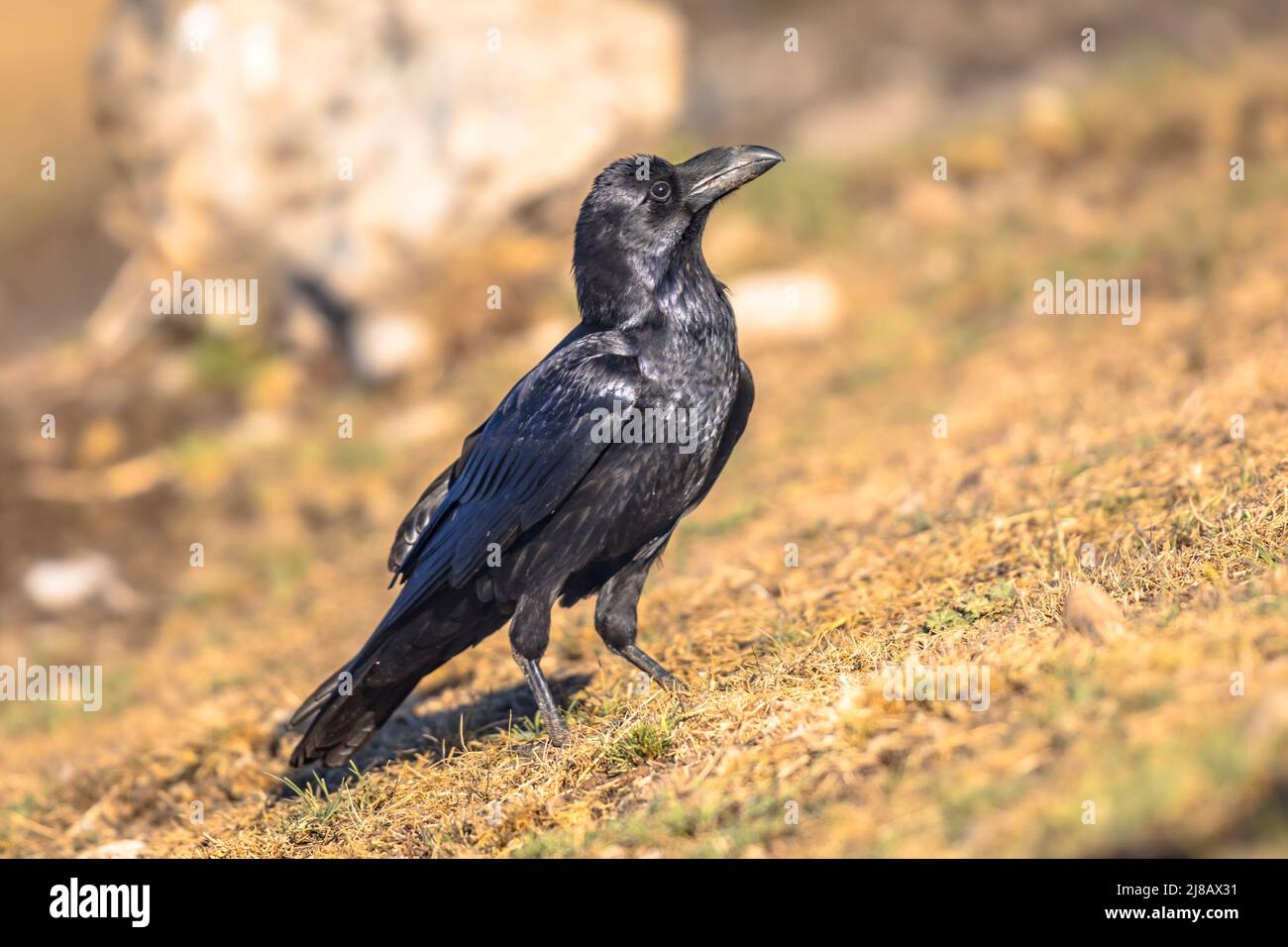 Raven comune (Corvus corax) arroccato sulla roccia nei Pirenei spagnoli, Catalogna, Spagna. Aprile. Loro alimentano su alimentazione su carrion, insetti, grani di cereale, sia Foto Stock