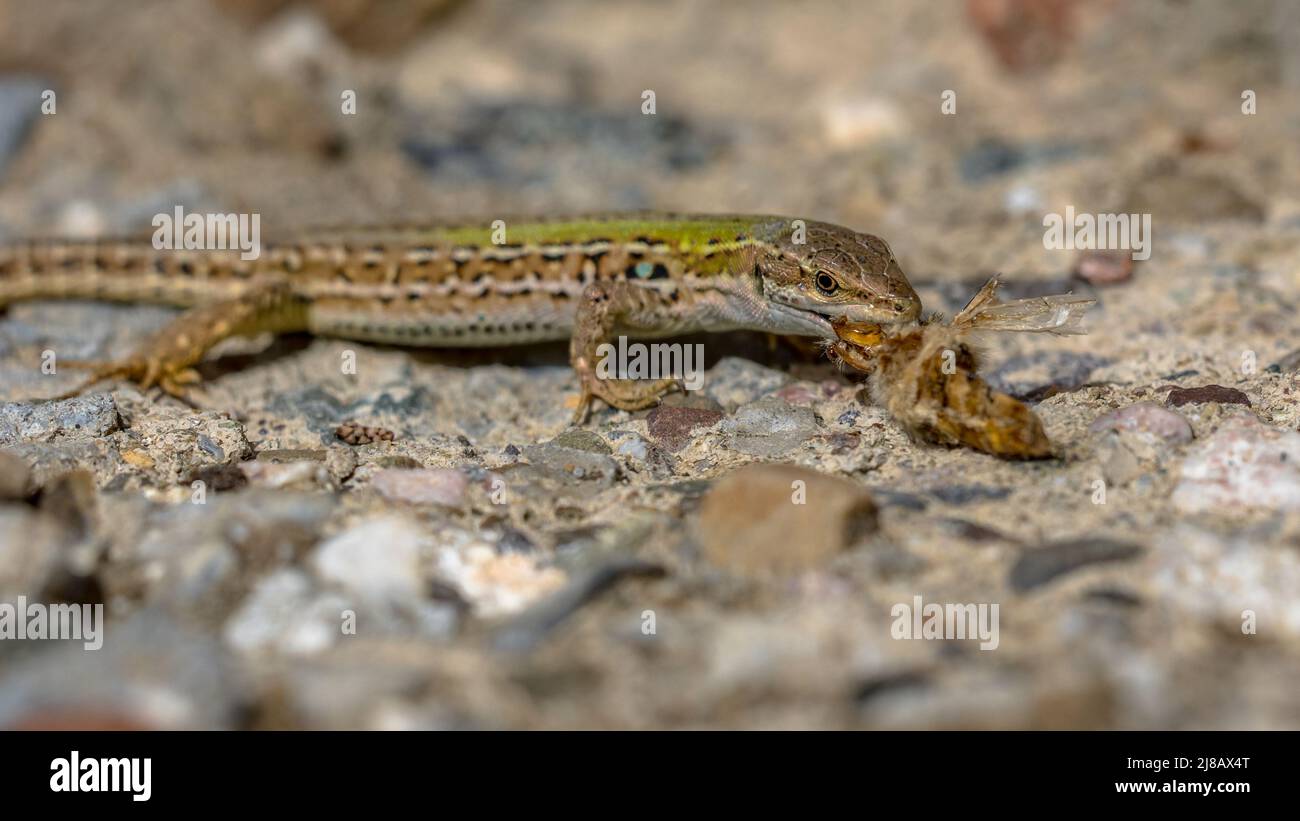 Lucertola muraria italiana (Podarcis muralis) con preda su un muro di pietra in Toscana, Italia, aprile. Foto Stock