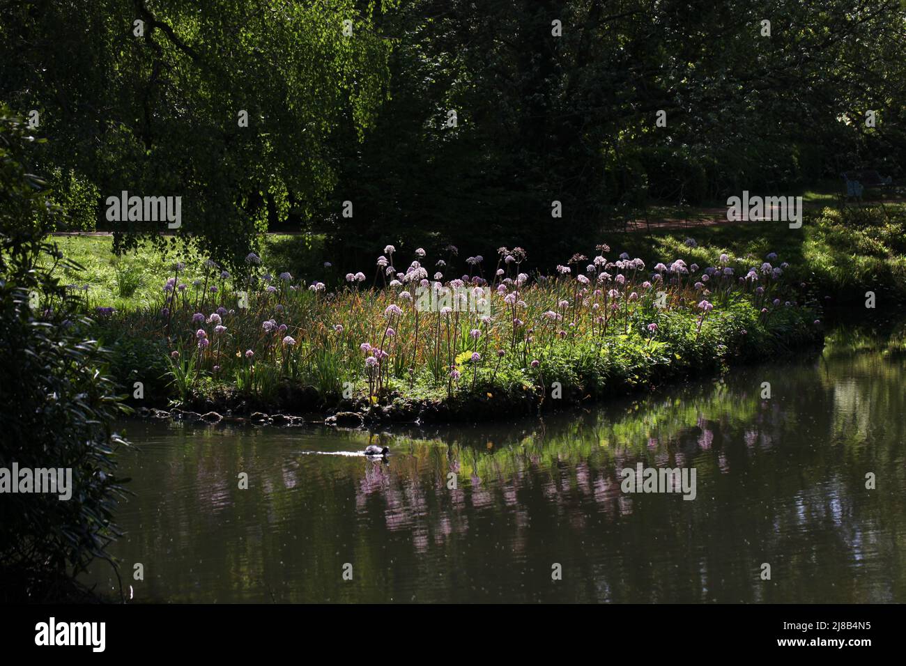 Giardini paesaggistici britannici attraverso le stagioni - laghetto medio al Giardino Svizzero a Shuttleworth, Biggleswade, Regno Unito, maggio 2022 Foto Stock