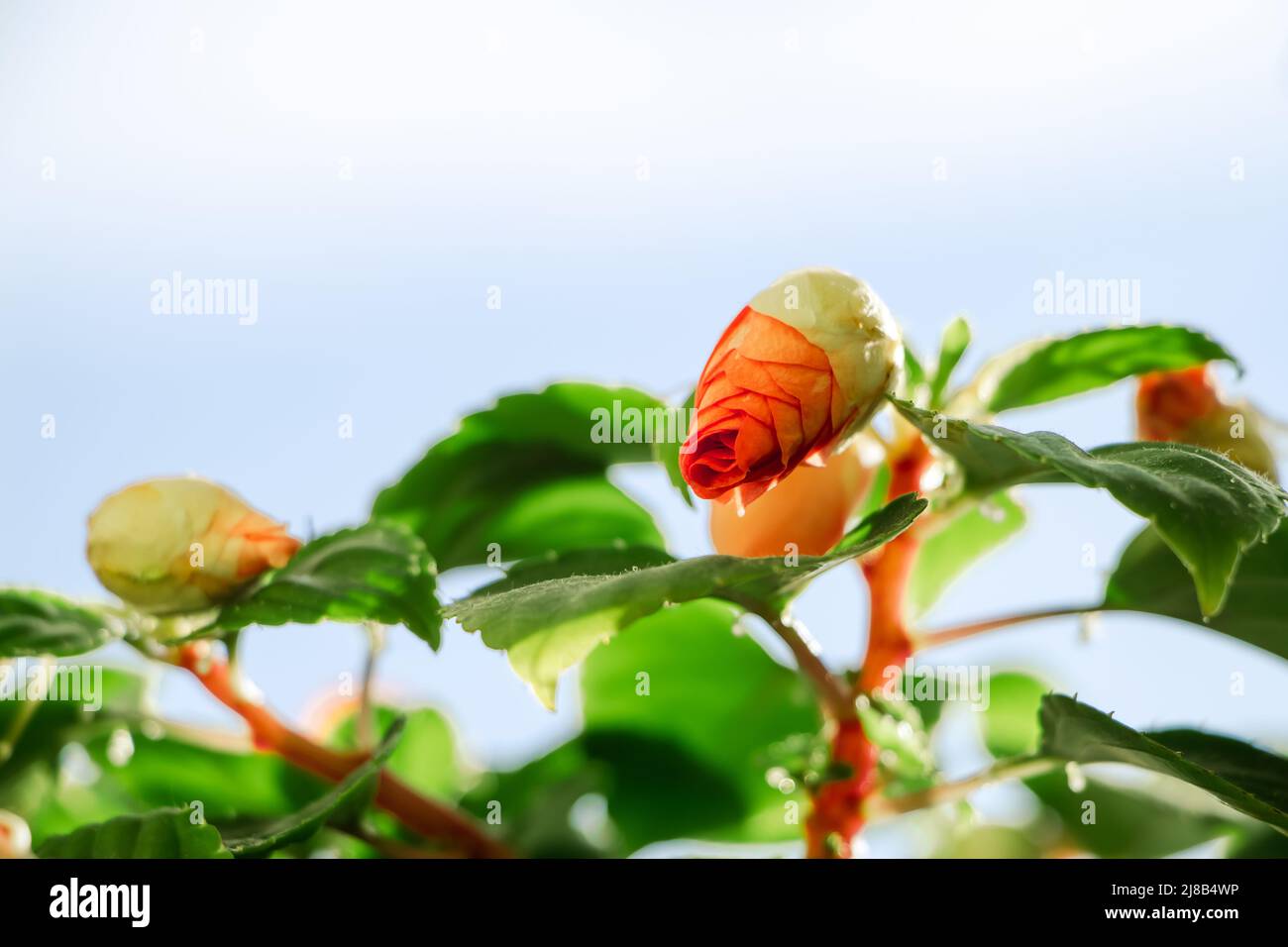 Rosso Impatiens fiori in primo piano. Germogli colorati in giardino. Verde fioritura casa pianta in sole. Primavera natura sfondo. Foto Stock