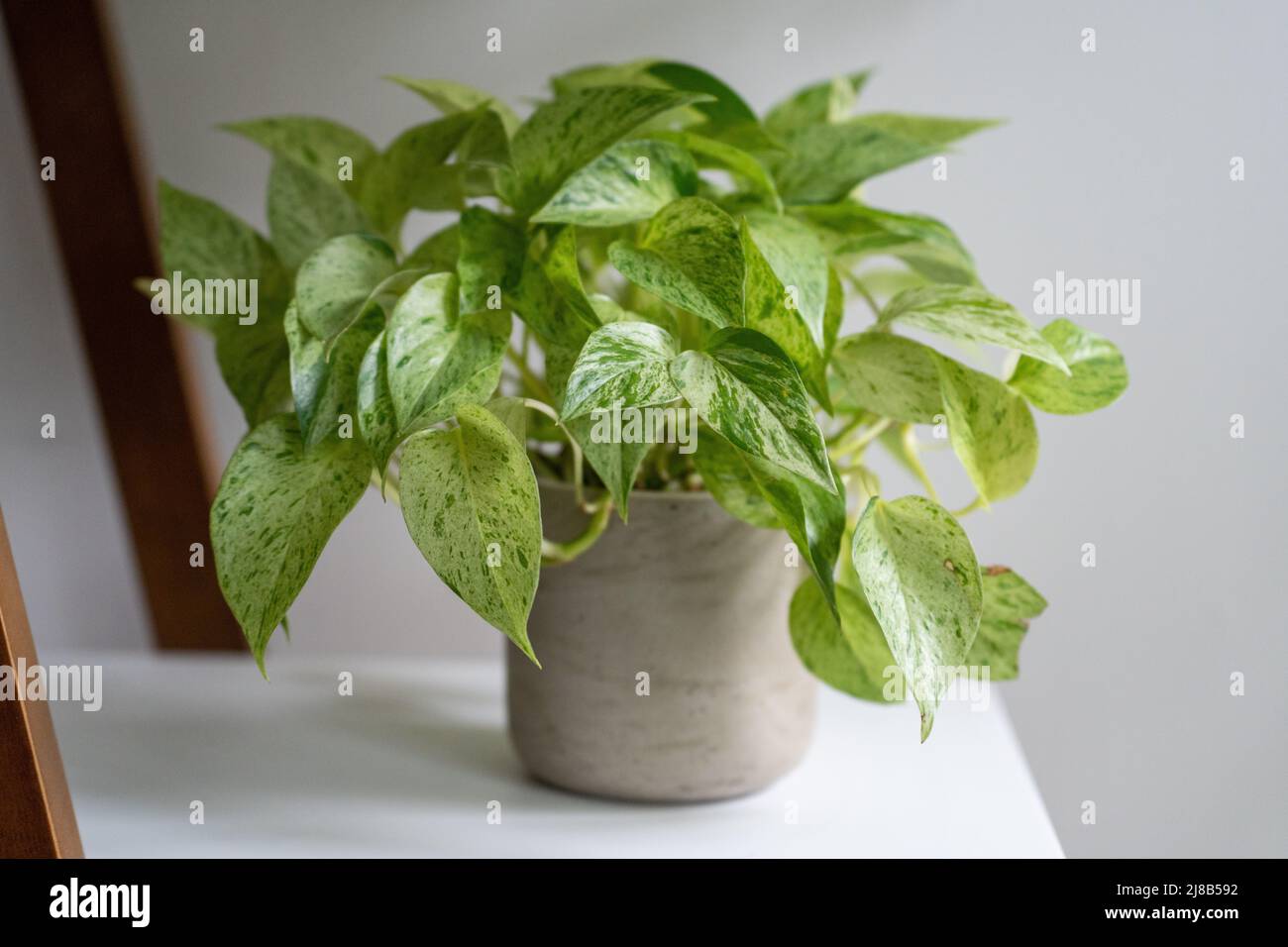 Pianta pothos variegata seduta sulla mensola in una pentola grigia Foto Stock