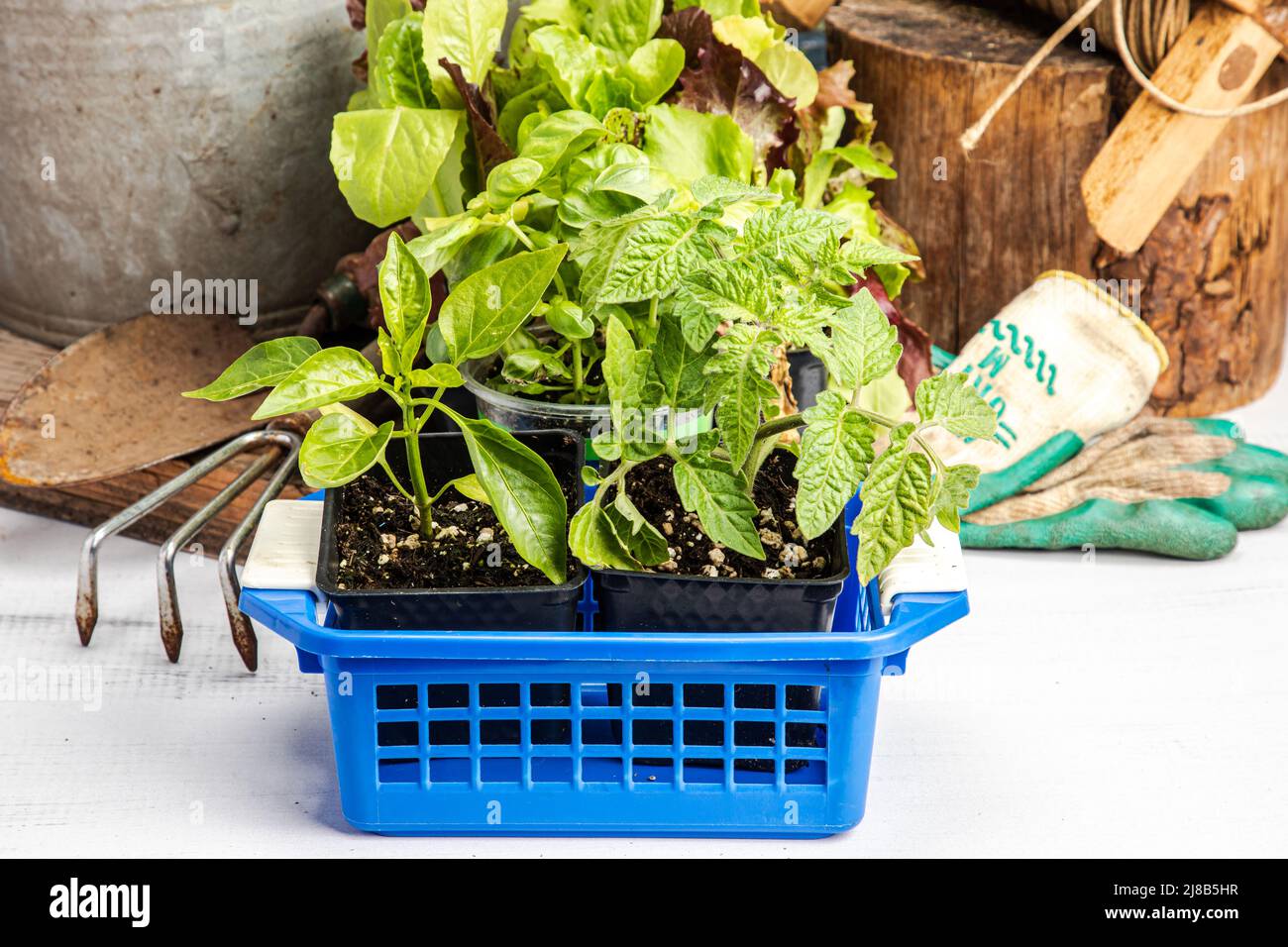 Le piante vegitative di pepe e pomodoro sono iniziate dal seme su una panca da giardino Foto Stock