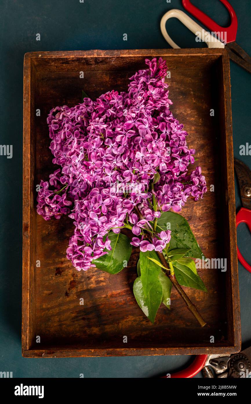 Primavera Lilac in vassoio di legno ancora vita Foto Stock