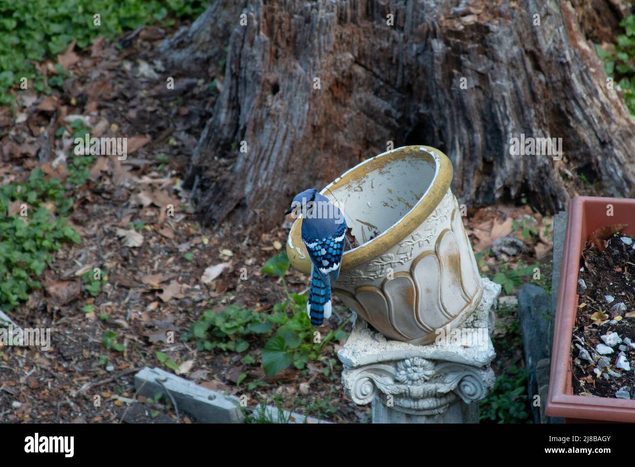 Blue Jay arroccato su vaso di fiori Foto Stock